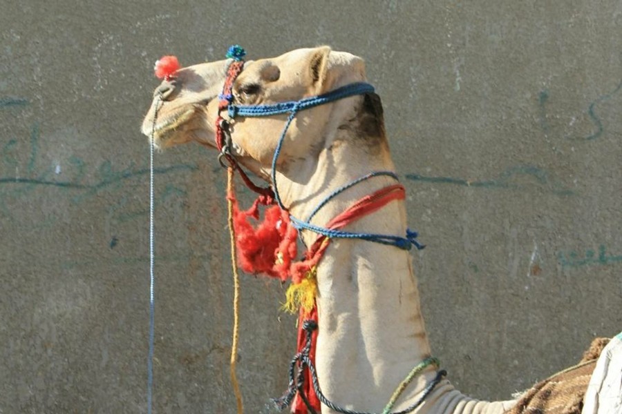 Day trip to Camel Market at Birqash